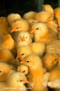 male chick culling